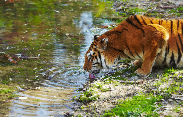 Sundarban Wildlife Tour 2025