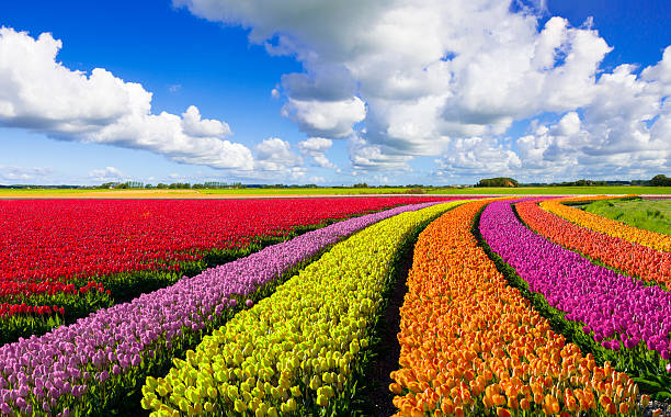 Kashmir Tulip Festival Tour Package 2025